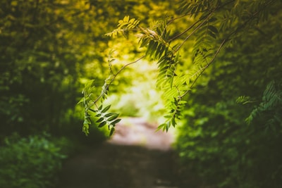 Sunlight filtering through leaves over a peaceful garden path.