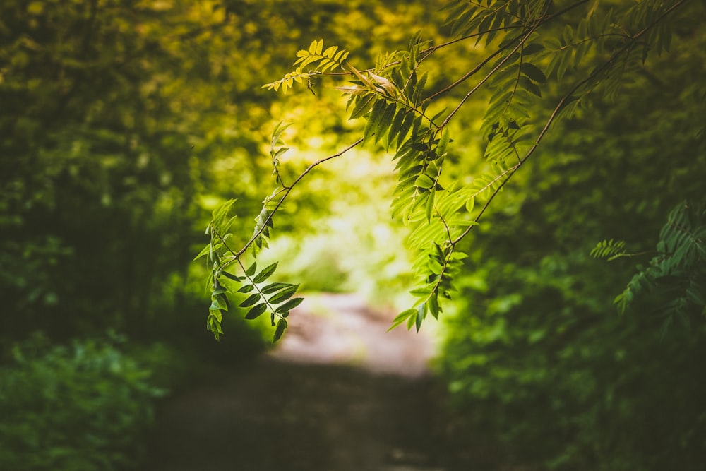 plante à feuilles vertes