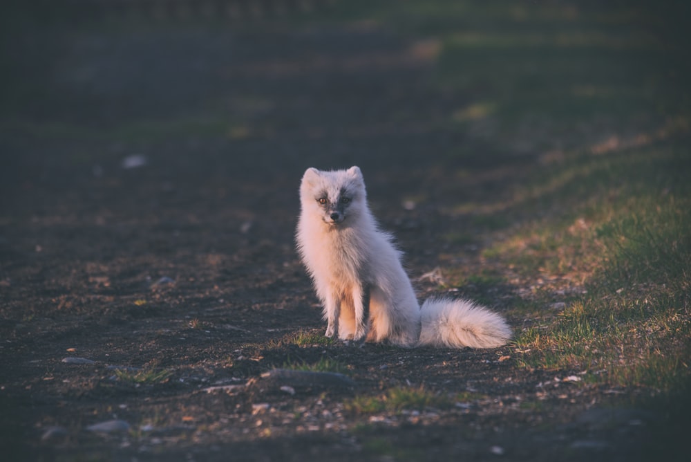 long-coated white animal on green lawn grass during daytime