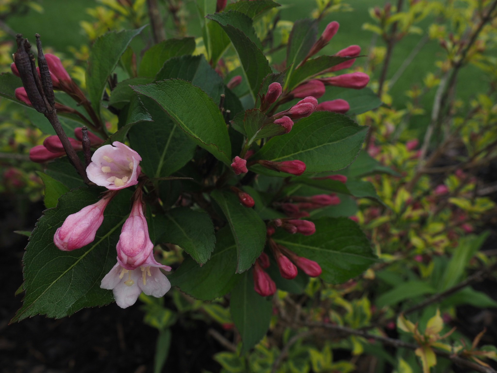 Free Unsplash photo from Mackenzie Reed