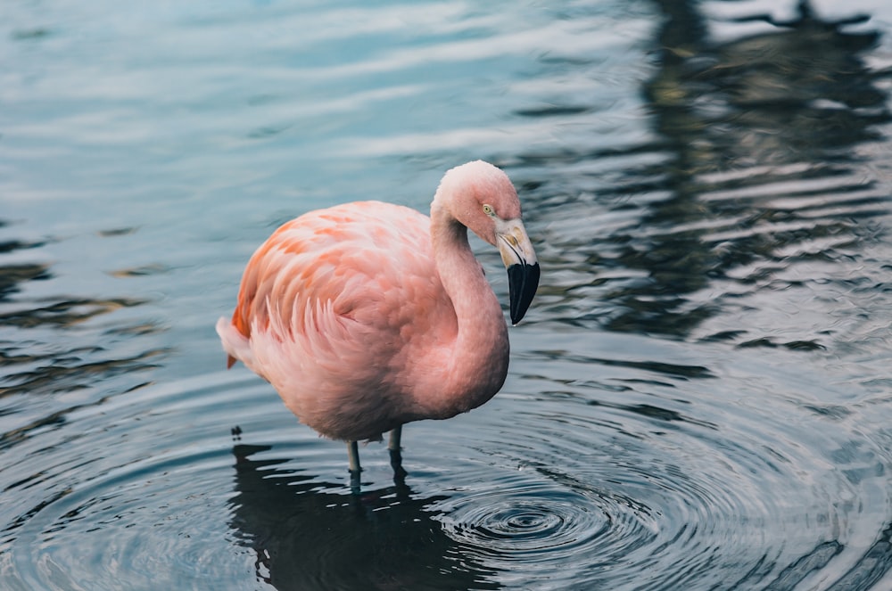 pink flamingo on body of water