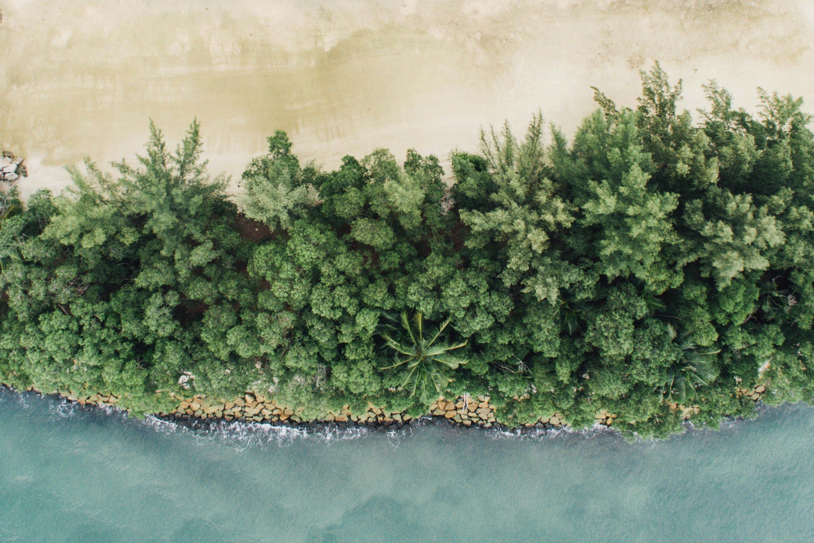 birds eye view of trees beside river