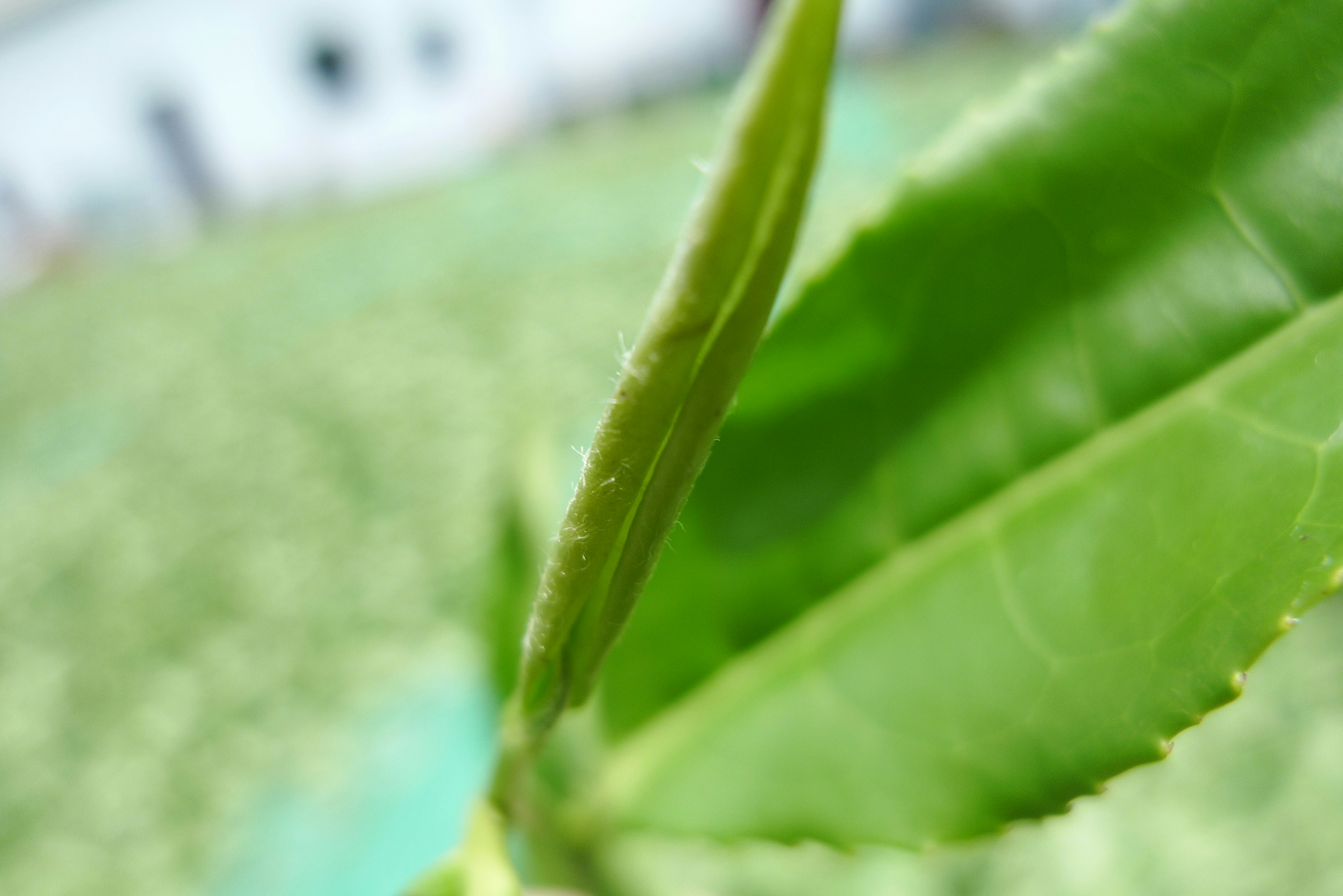 Free Unsplash photo from Yun Liu