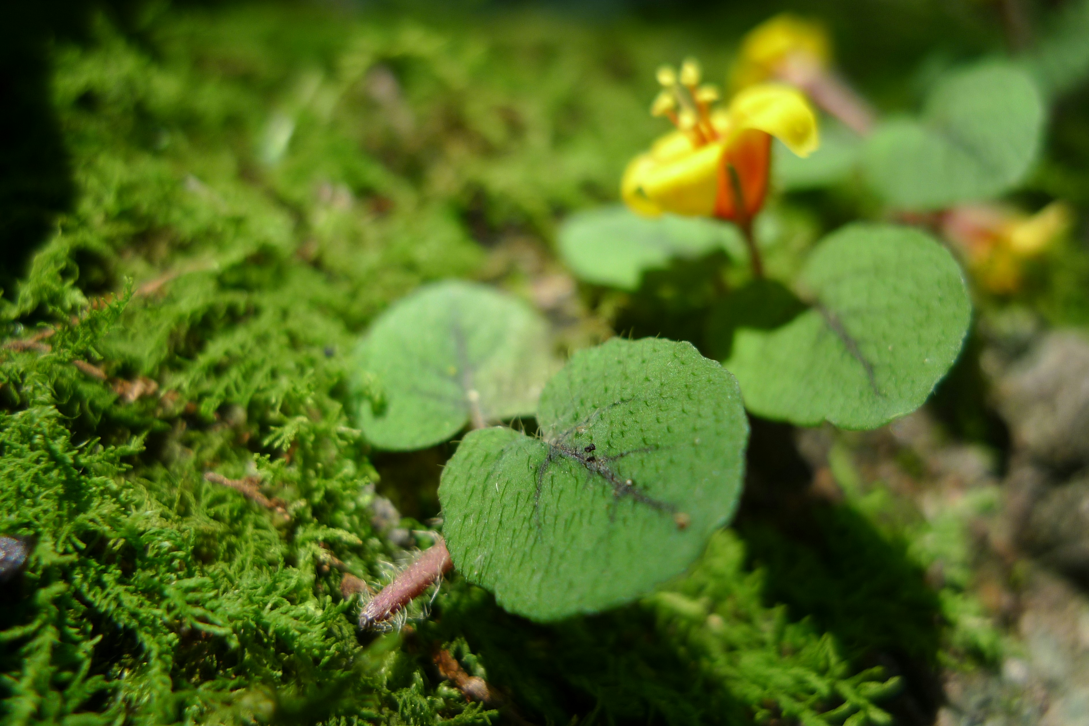 Free Unsplash photo from Yun Liu