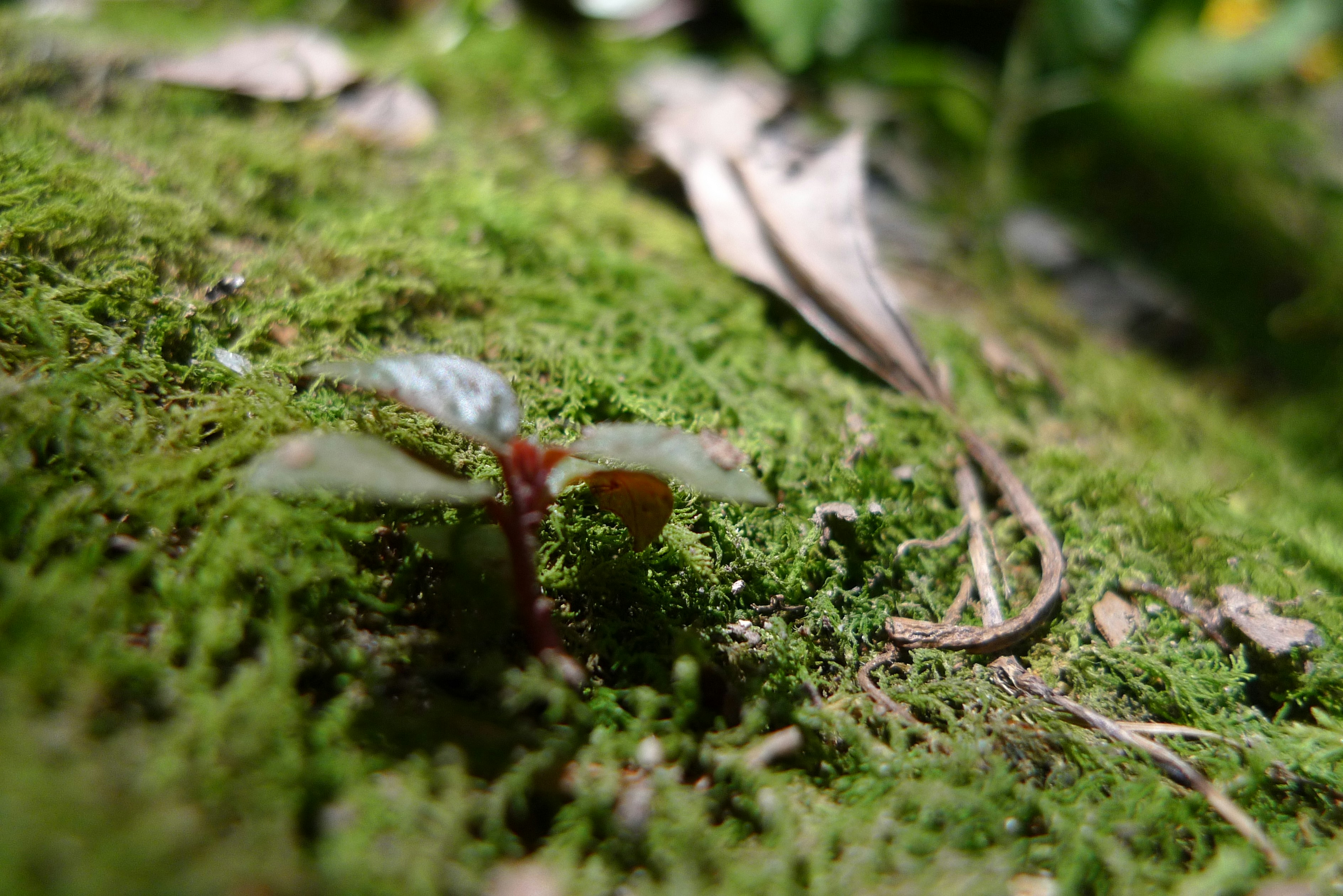 Free Unsplash photo from Yun Liu