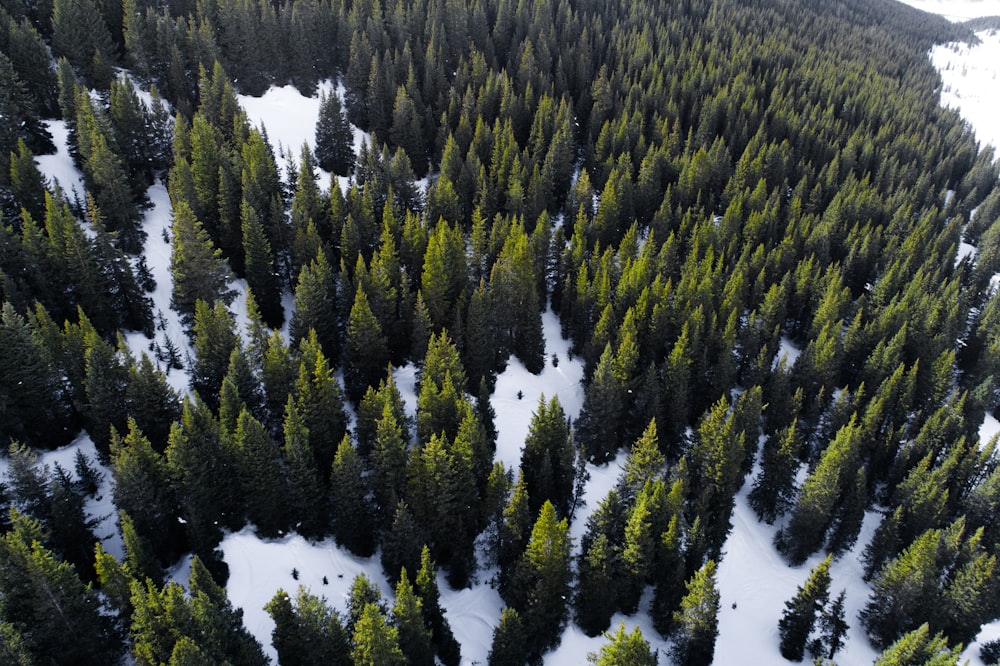 aerial view of forest during day time