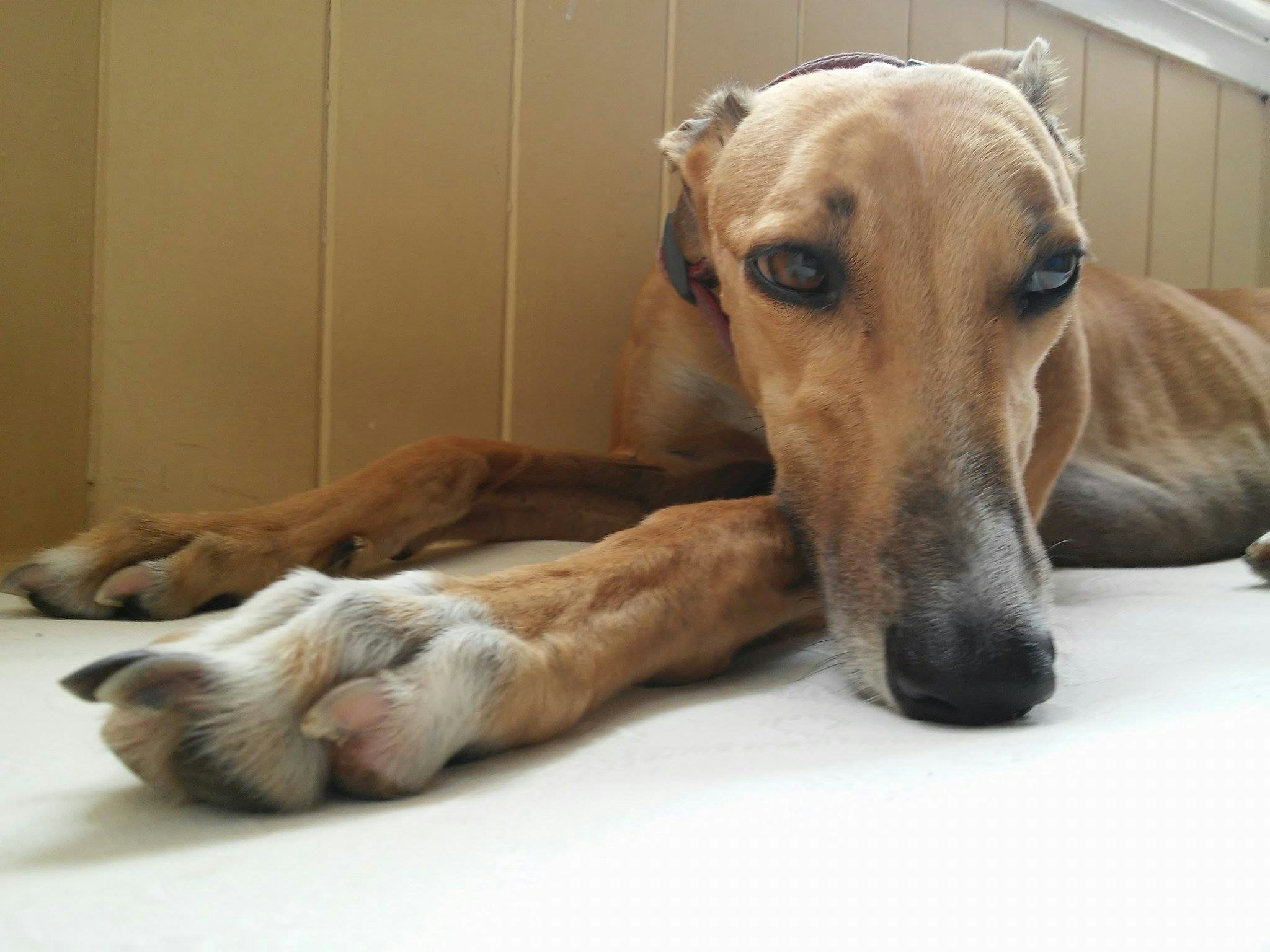 Free Unsplash photo from Tamara Playne