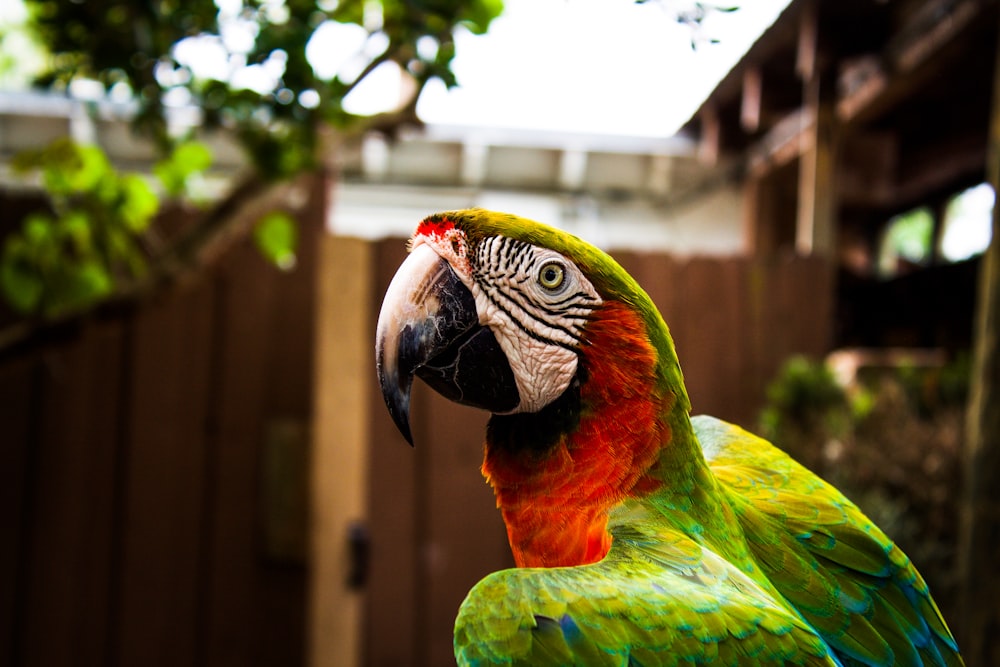 Tilt-Shift-Objektivfotografie von grünem und rotem Papageienvogel
