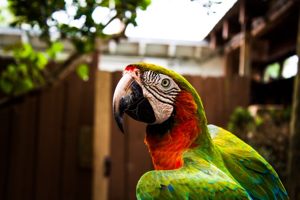 tilt shift lens photography of green and red parrot bird