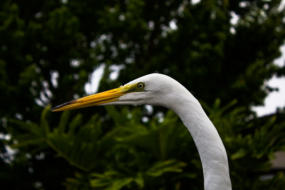 orange peaked white swan