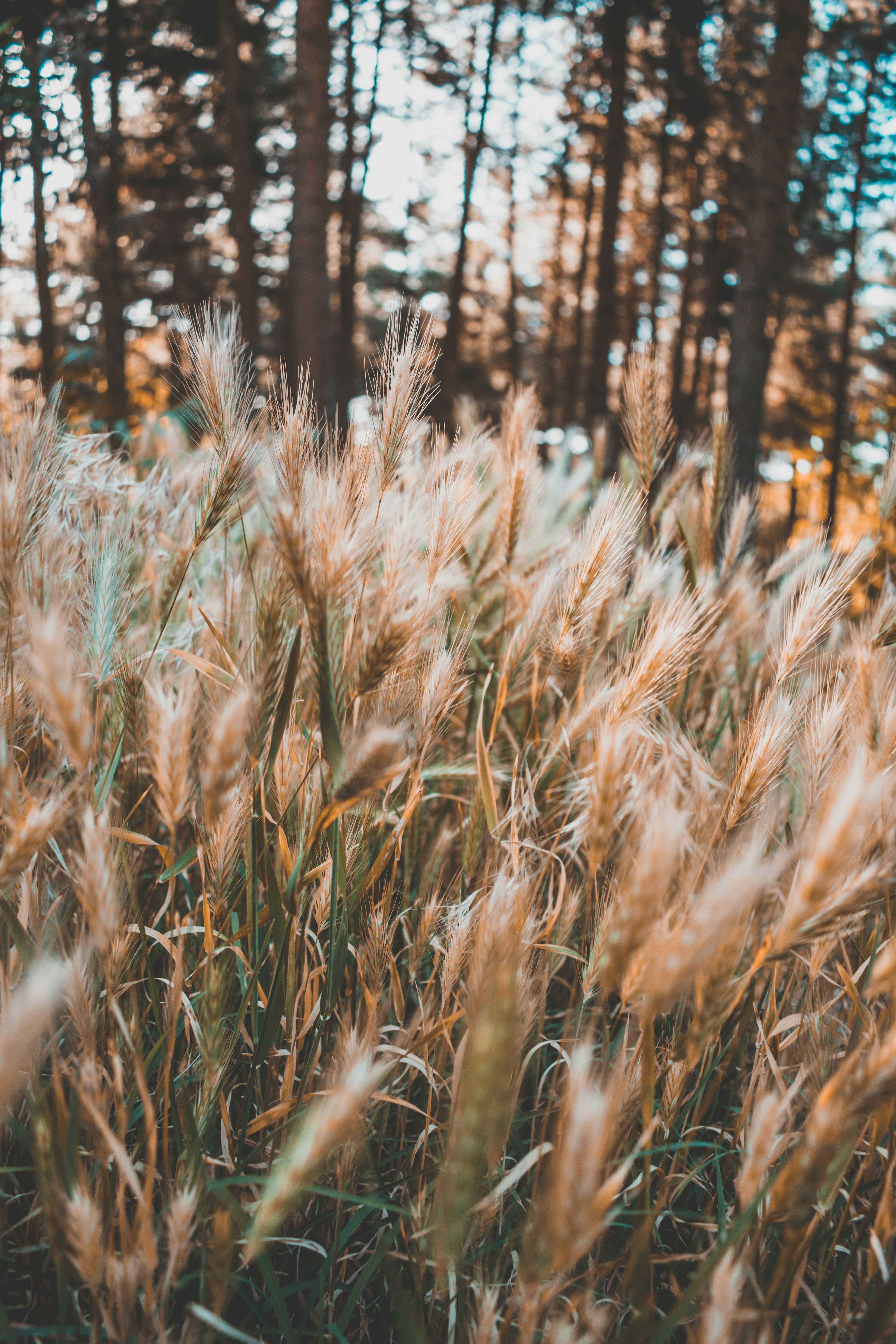 Free Unsplash photo from mohammad alizade