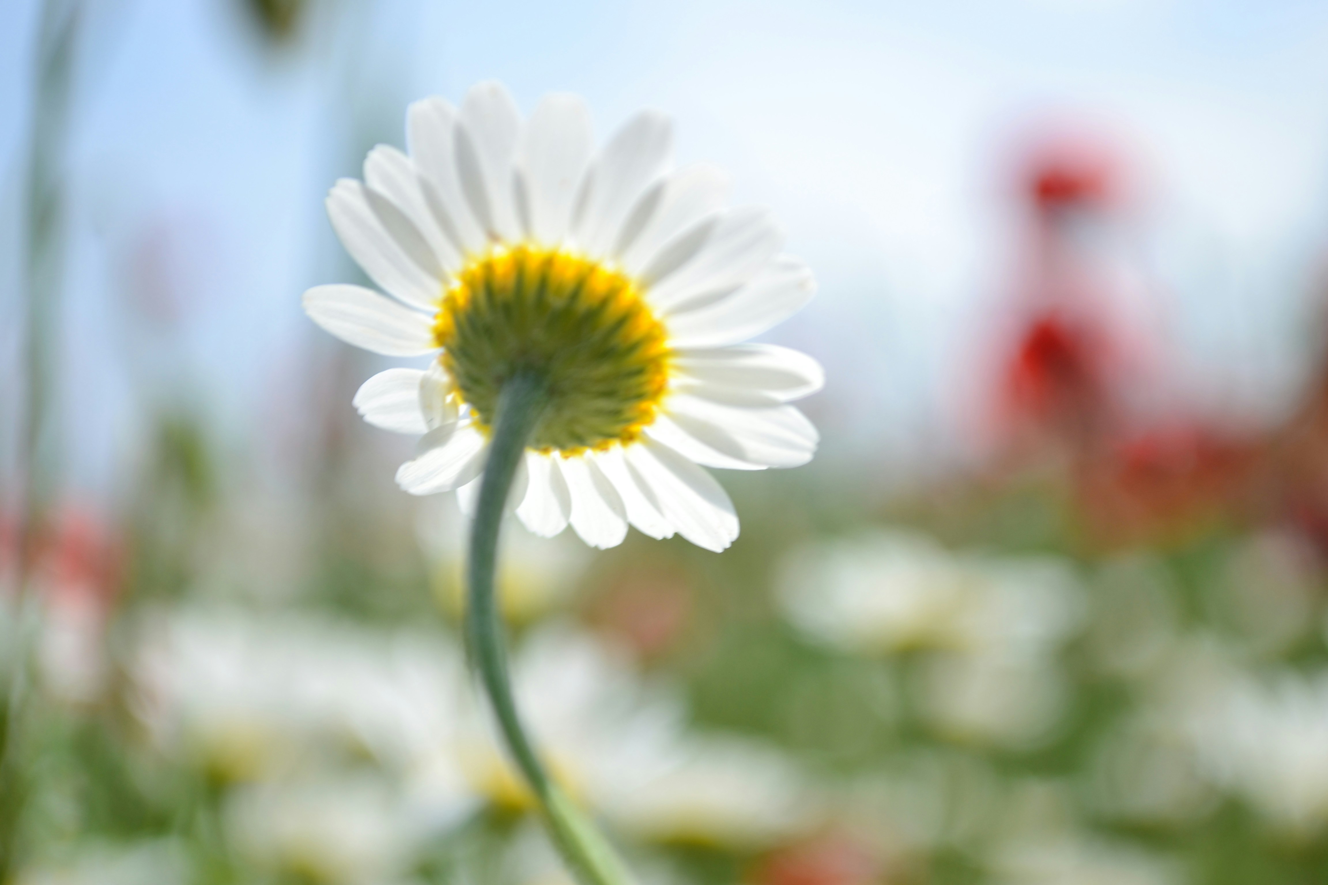 Free Unsplash photo from Szűcs László