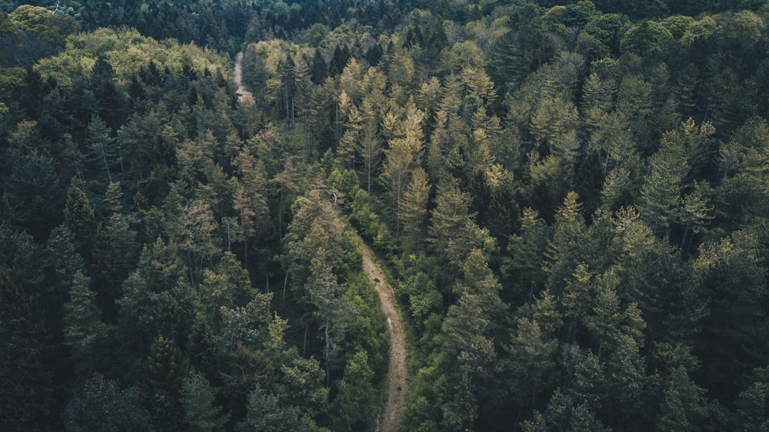 aerial photography of forest