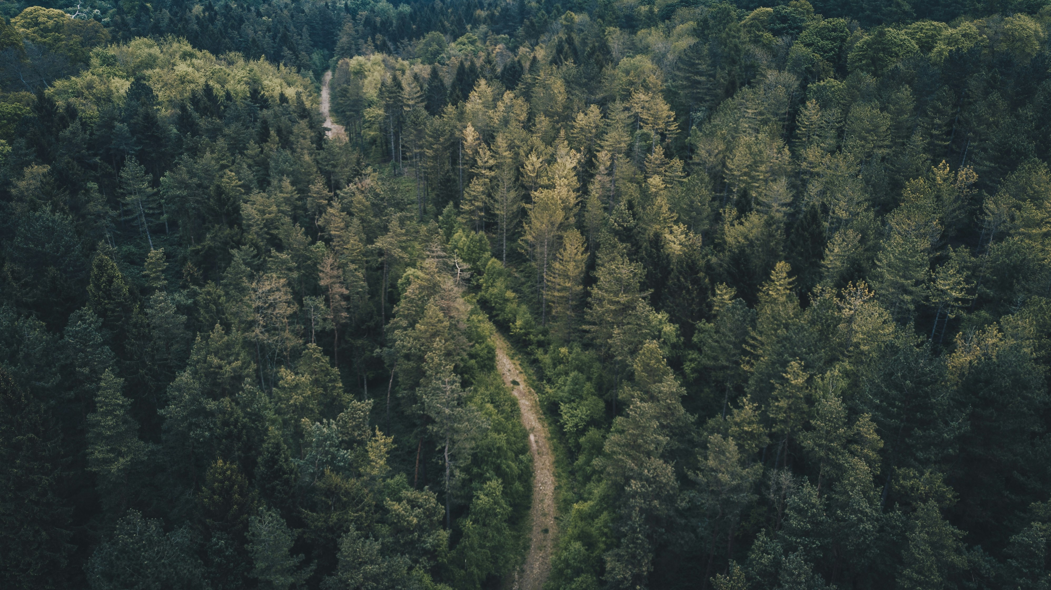 aerial photography of forest