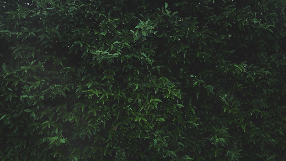 closeup photo of green leafed plant