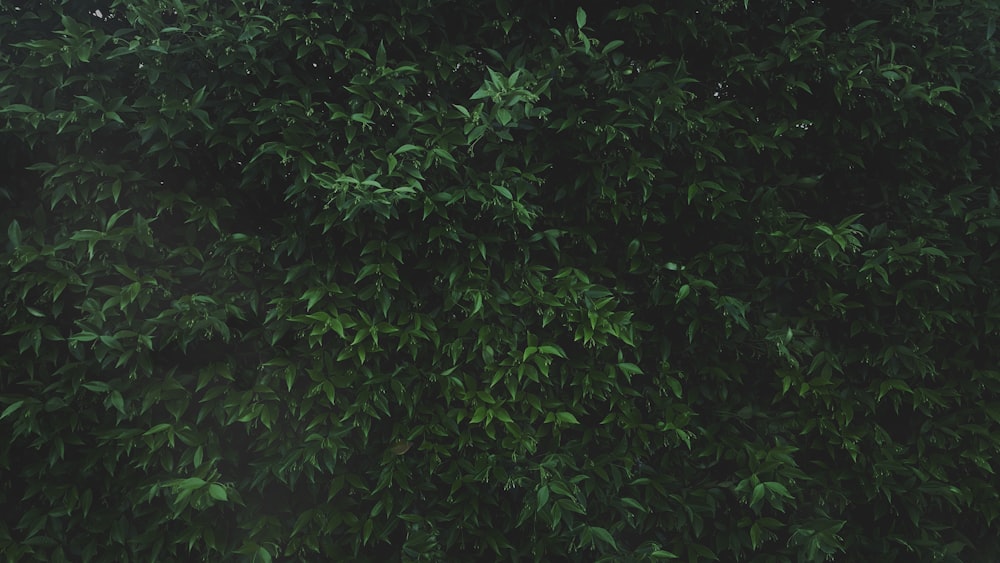 foto de closeup da planta de folhas verdes