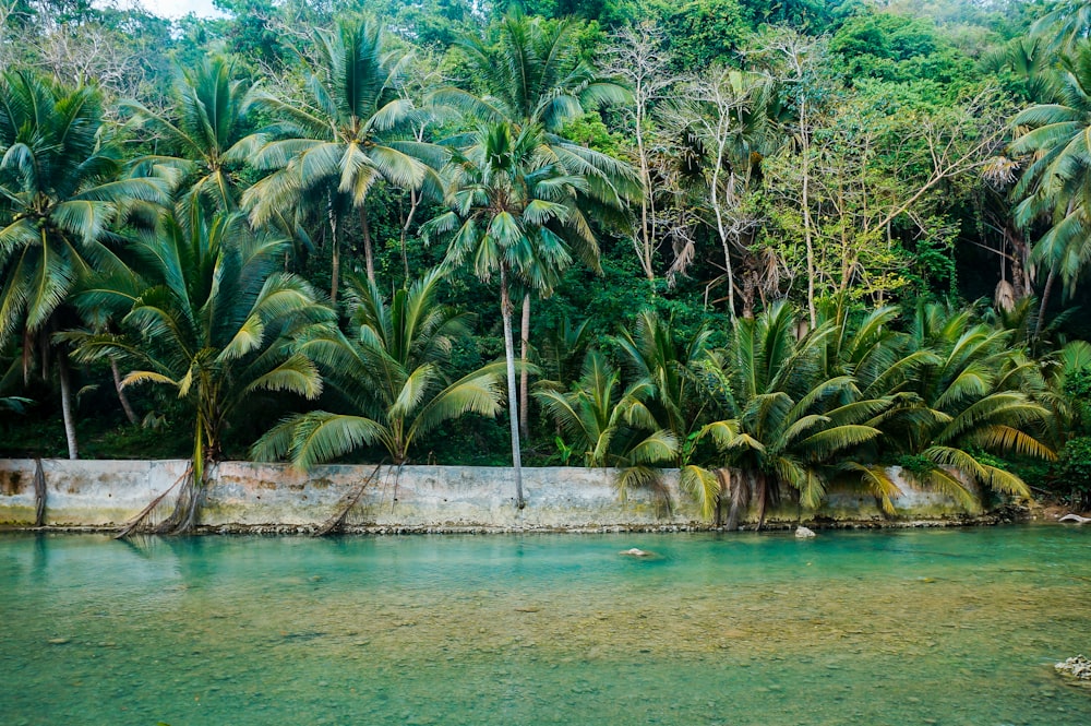 green coconut palm trees