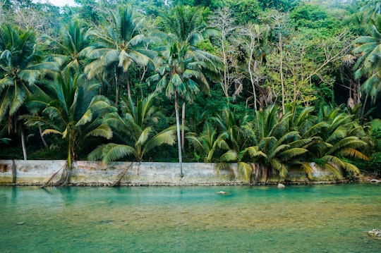 green coconut palm trees in Badian Philippines