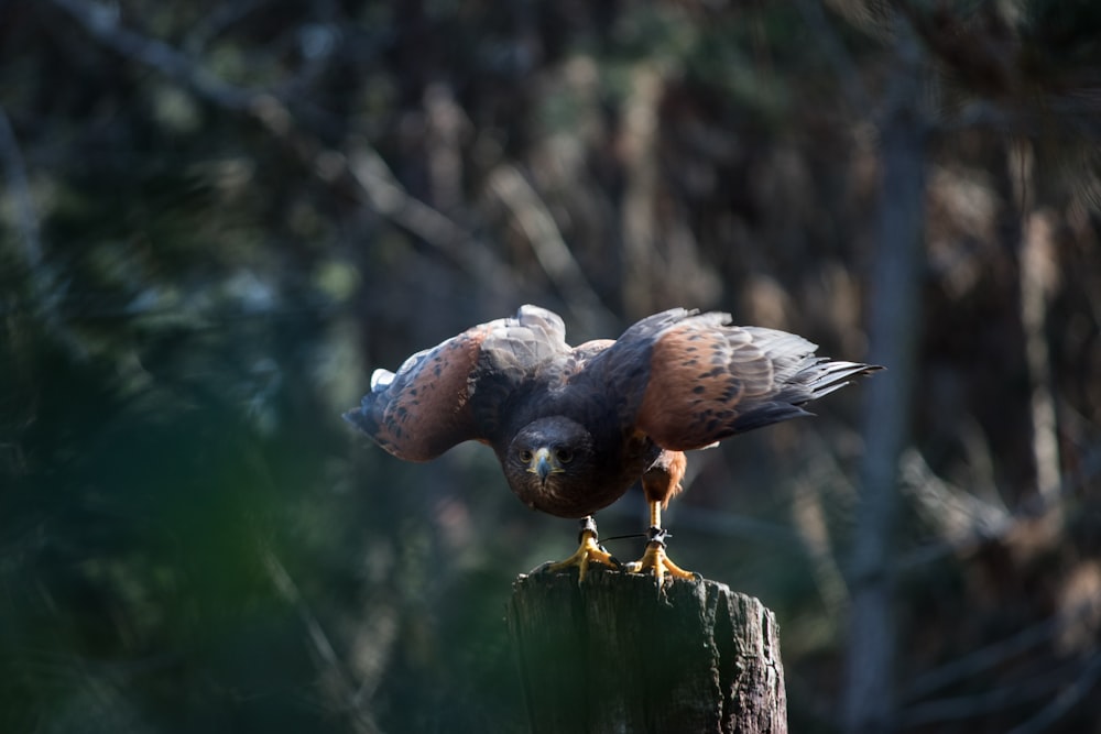 Pájaro marrón y negro durante el día