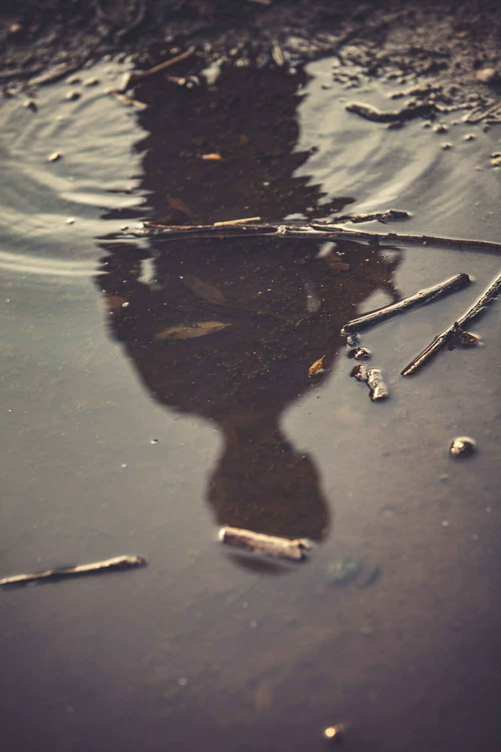 sticks on body of water