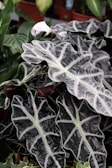 A healthy Alocasia with striking arrow-shaped leaves against a wooden backdrop.
