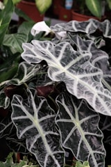 Alocasia plant showing its striking arrow-shaped leaves with deep green hues