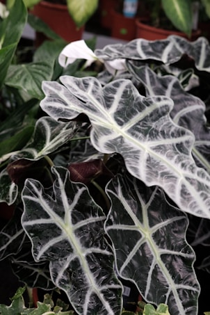 Large Alocasia leaves with striking white veins set against dark green foliage. The leaves have a glossy appearance and are surrounded by various other green plants in pots.
