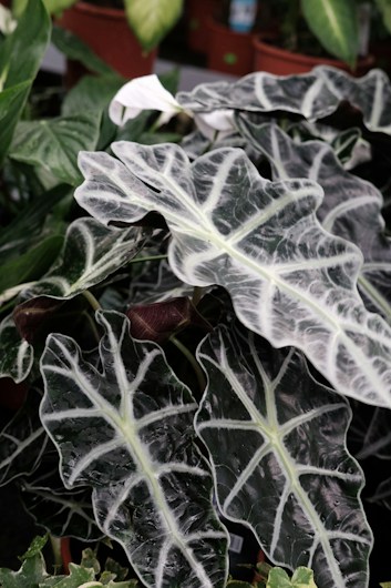 Large Alocasia leaves with striking white veins set against dark green foliage. The leaves have a glossy appearance and are surrounded by various other green plants in pots.