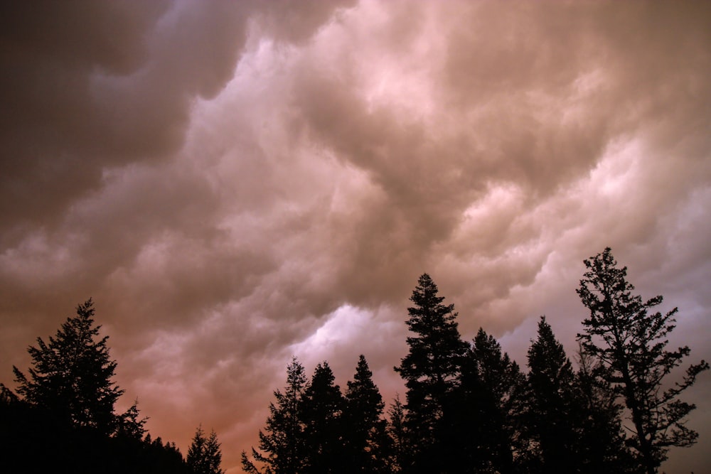 silhouette of trees under cloudy sky during daytime