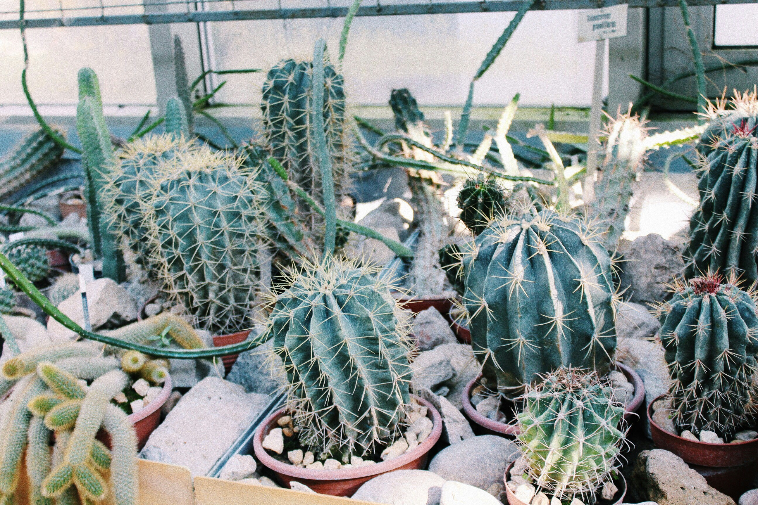 Free Unsplash photo from Luca Steiler