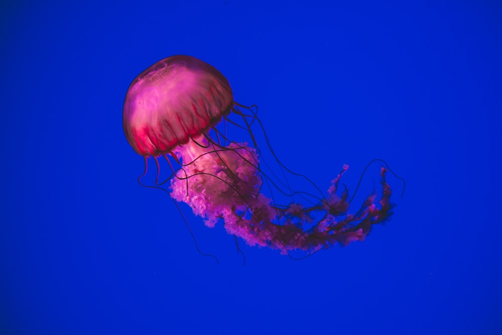 Medusa rosa che nuota sott'acqua