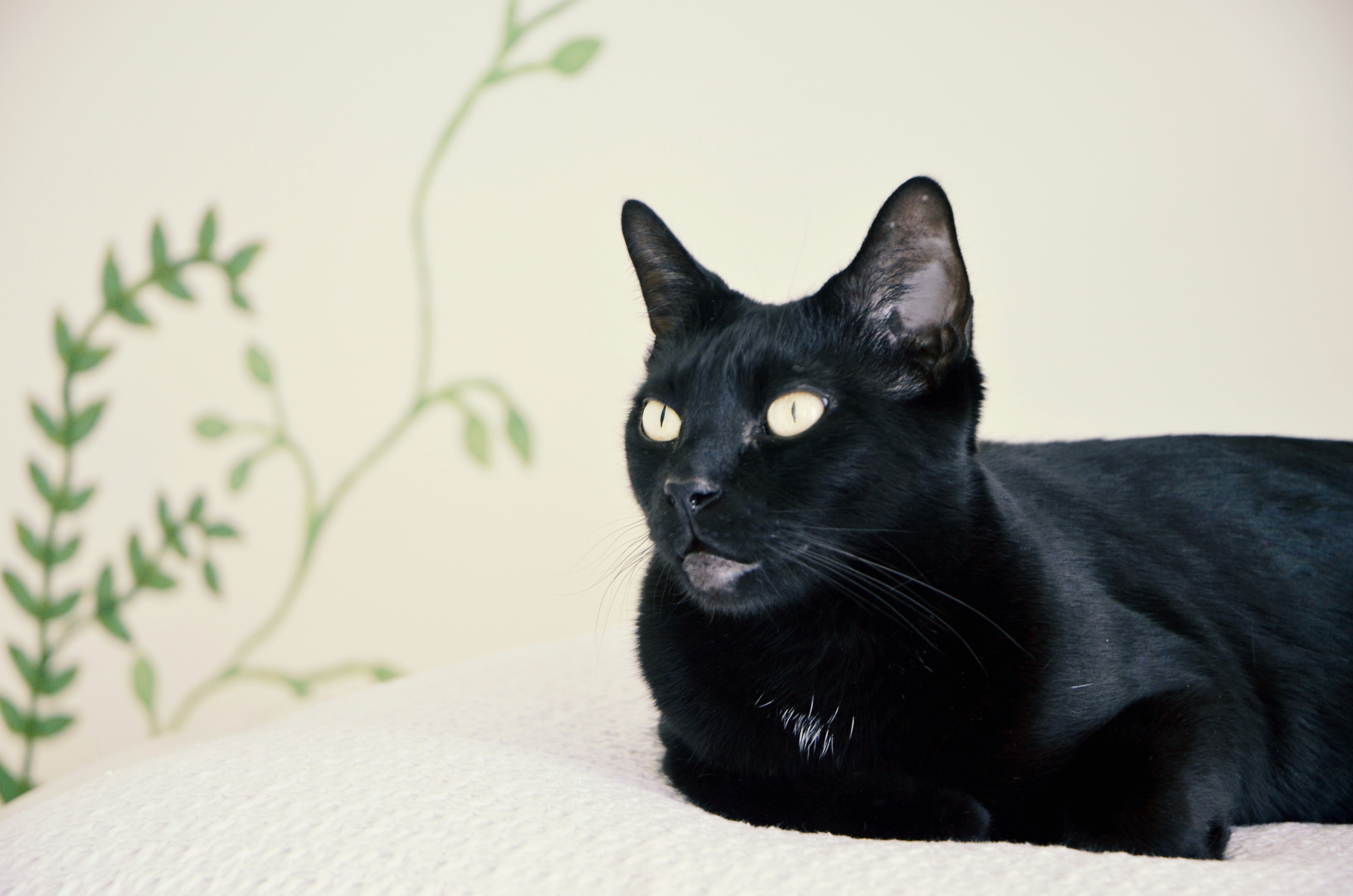 Free Unsplash photo from Alexander Raissis