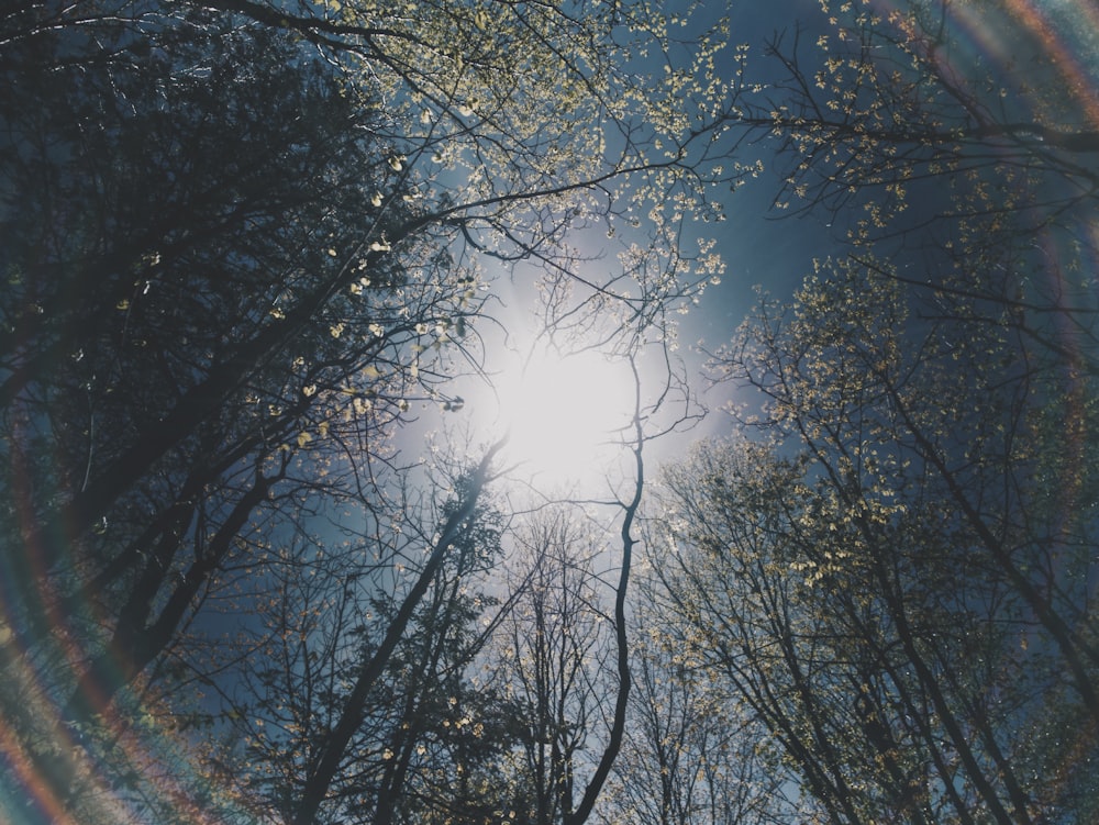 low angle photography of trees at daytime