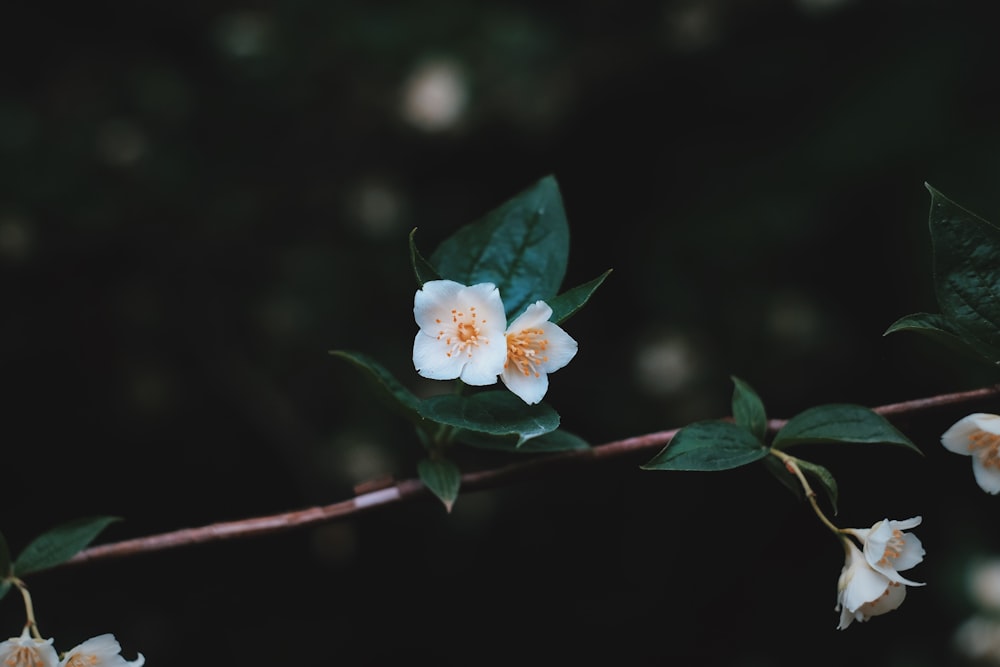 fotografia de foco seletivo de flores de pétalas brancas