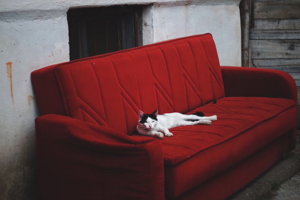 a black and white cat laying on a red couch