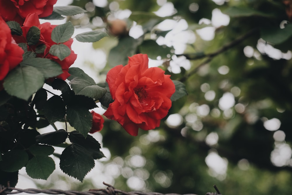 a close up of a red flower on a tree