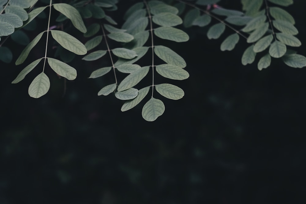 green leafed plant in closeup shot