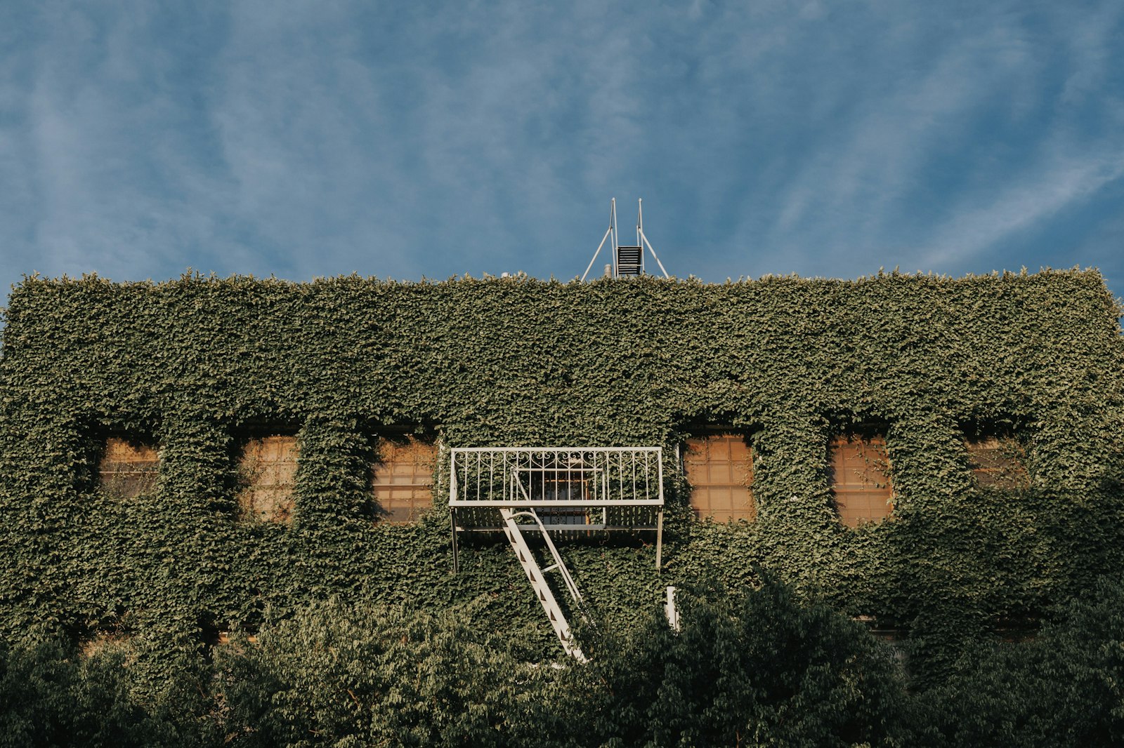 Canon EOS 5D Mark II + Sigma 50mm F1.4 EX DG HSM sample photo. Green leaves covered building photography