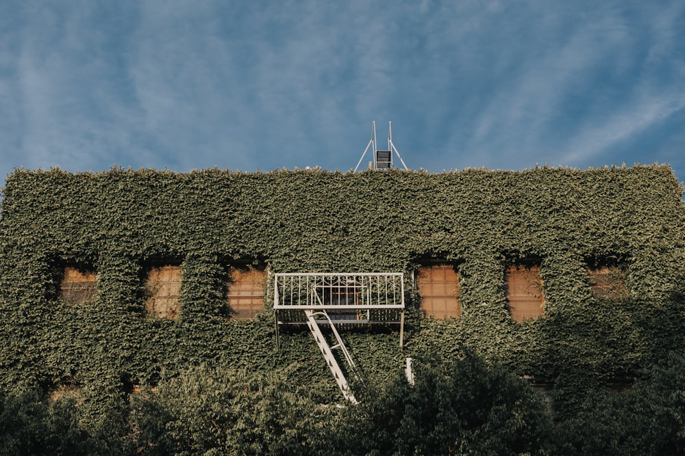 Edificio cubierto de hojas verdes