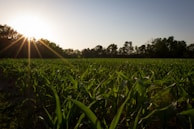 Rows of healthy corn plants stretching toward the horizon in early morning light.