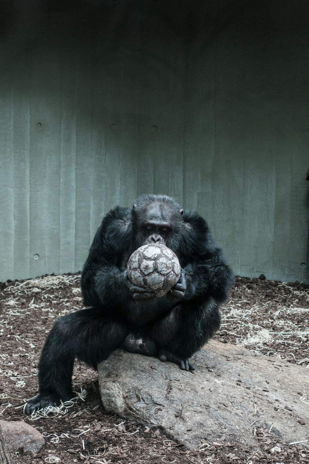  ape holding soccer ball chimpanzee