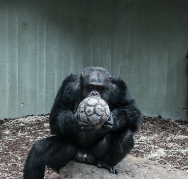 ape holding soccer ball