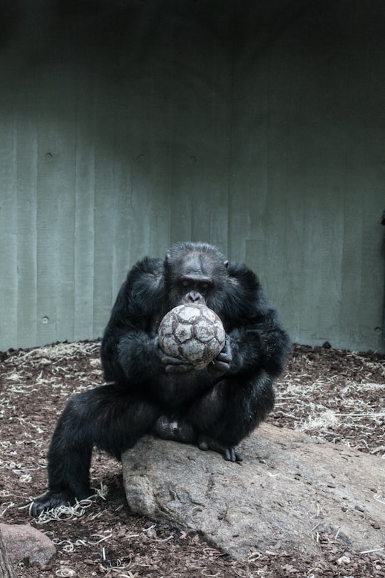 ape holding soccer ball in Copenhagen Zoo Denmark