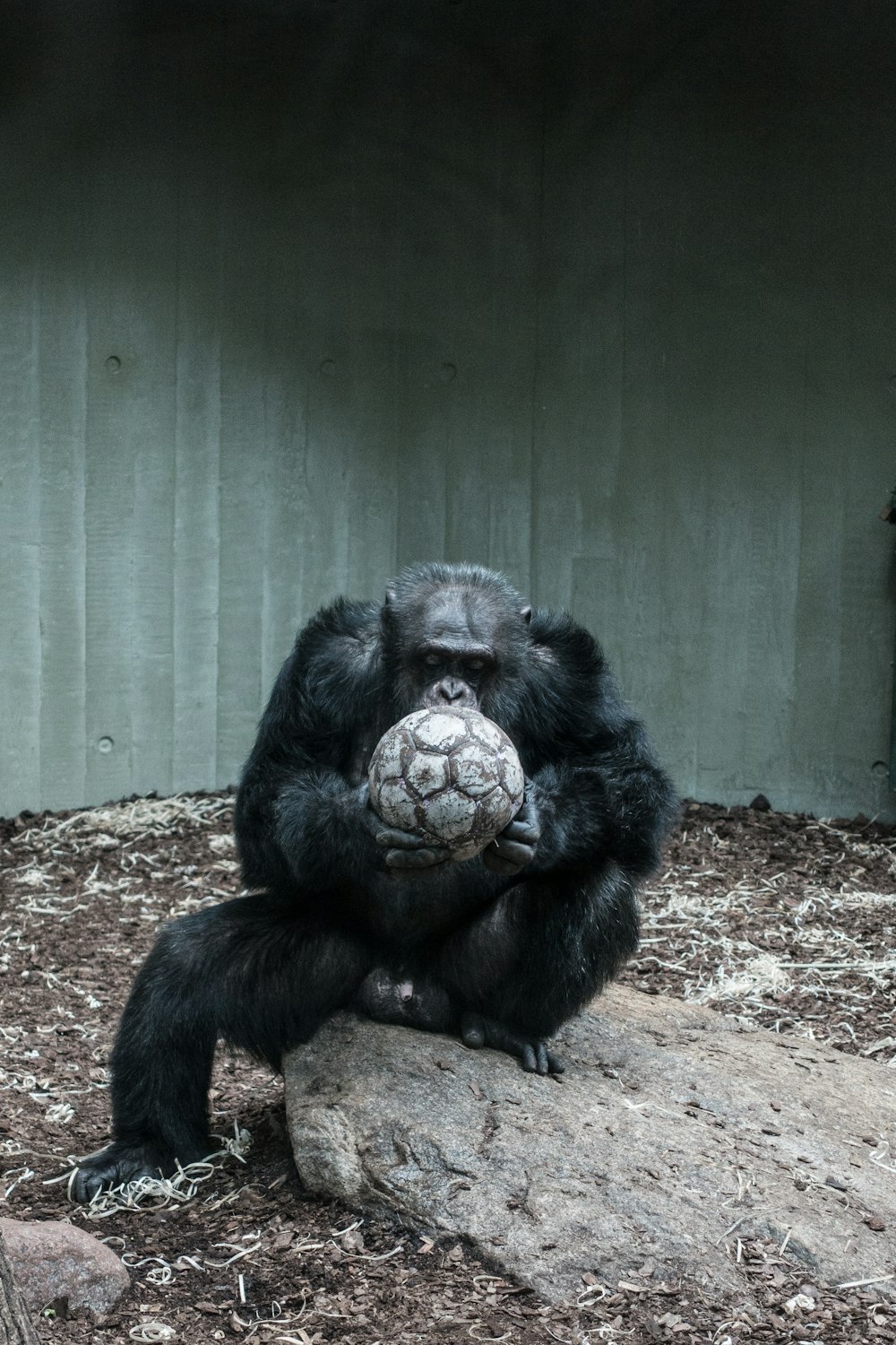 simio sosteniendo una pelota de fútbol