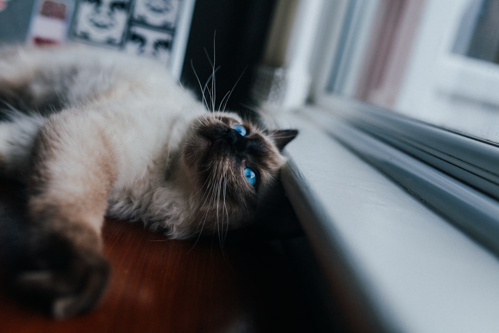 black and brown cat lying near window