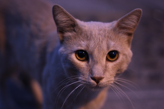 A close-up of a cat with light fur and large, expressive amber eyes. The cat's face is prominent, and its ears are upright, capturing attention. The lighting casts a bluish tone over the image, enhancing the contrast with the cat's yellow eyes.