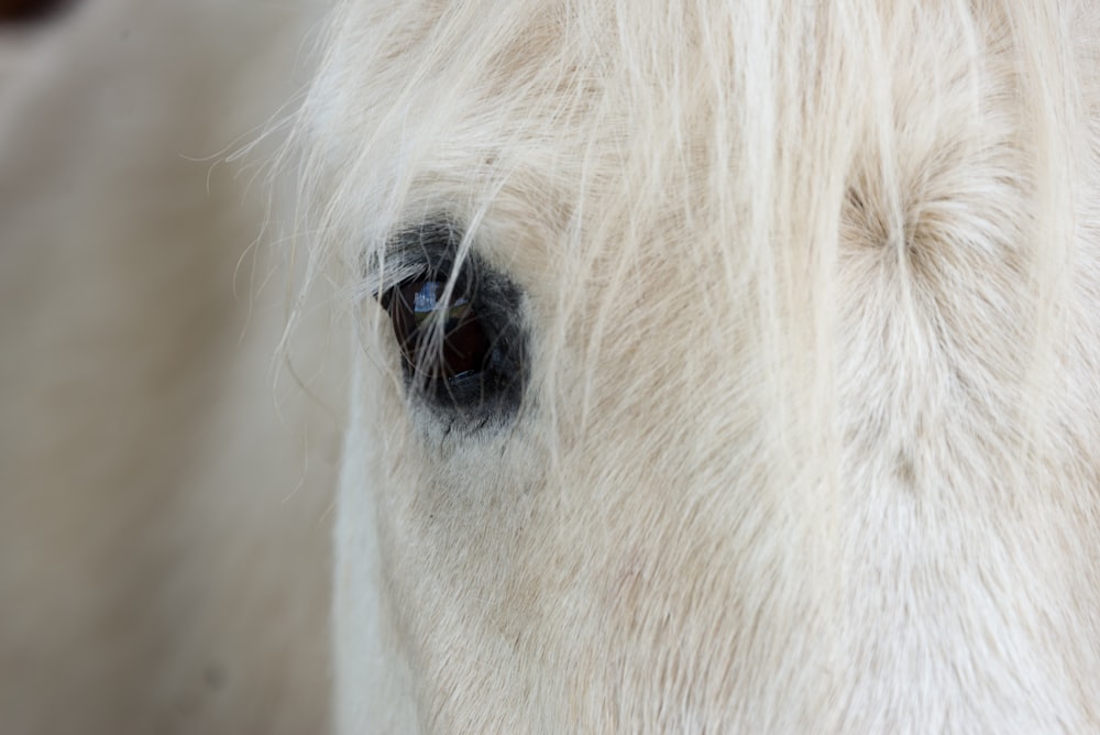 white horse's right eye