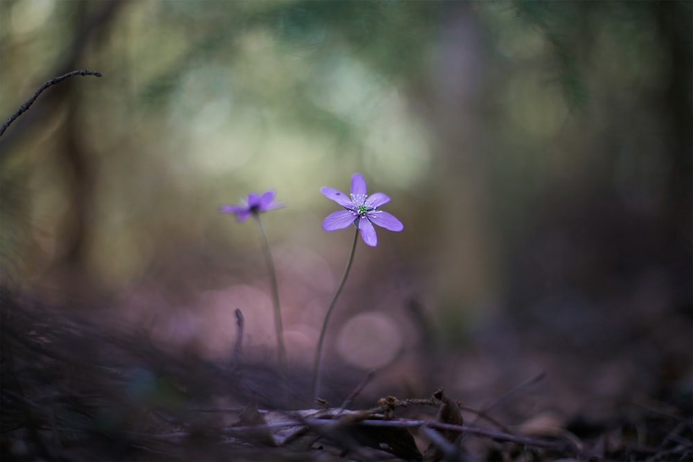 shallow focus photography of purple flower