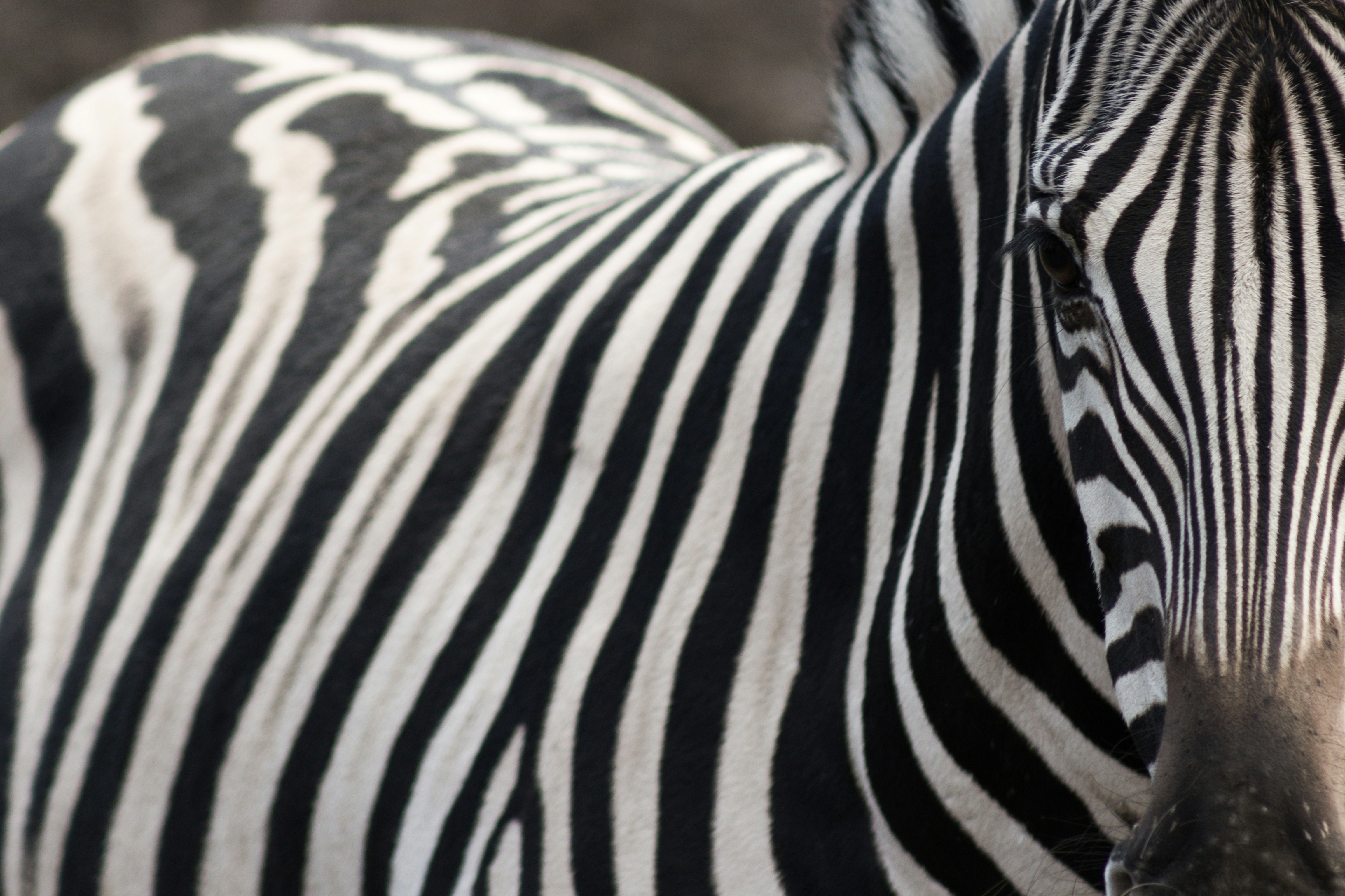 Free Unsplash photo from Jeba Singh Emmanuel