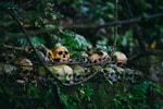 skull lot on forest